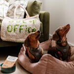 Two dachshunds on bed with 'Out of Office' bag.