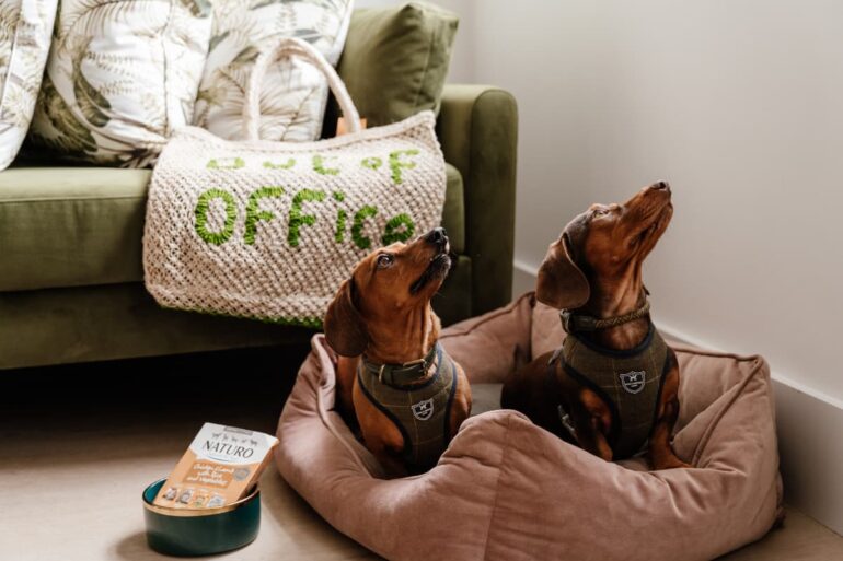 Two dachshunds on bed with 'Out of Office' bag.