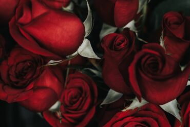 red roses
