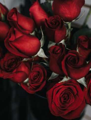 red roses