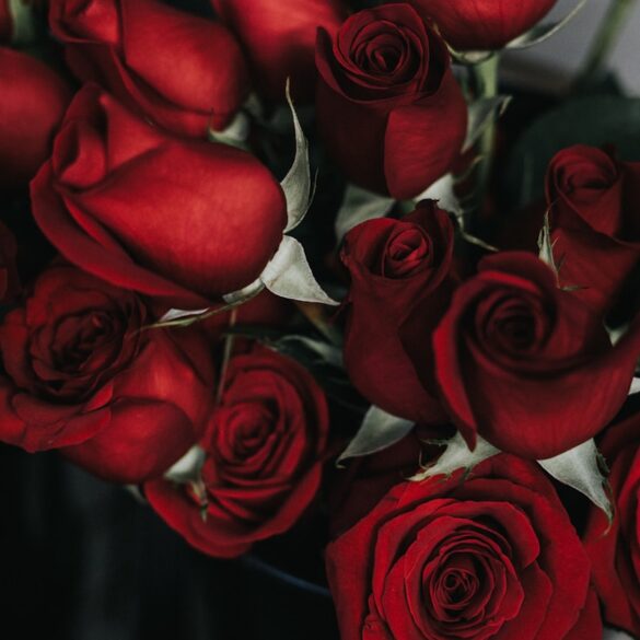 red roses