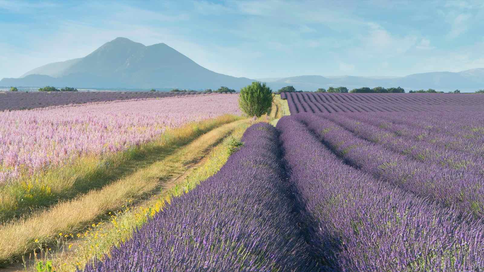 A lavender field in Provence