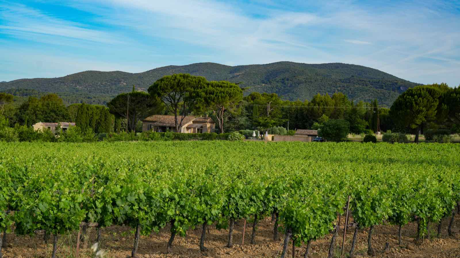 A vineyard landscape in the South of France