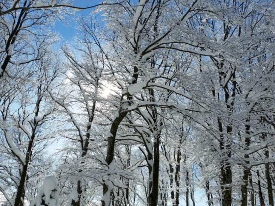 Stressfree Weddings by SandraM