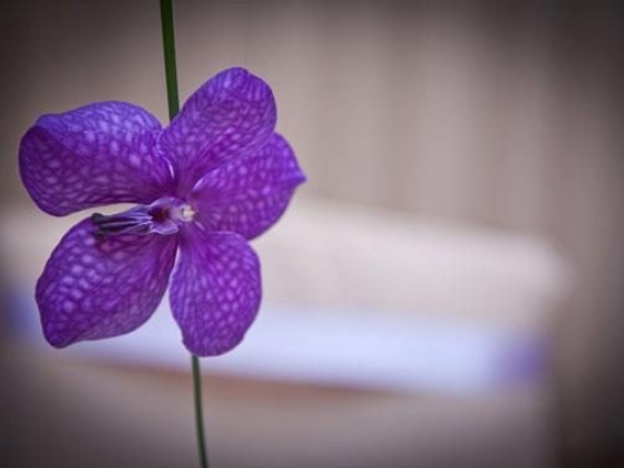 Fiori Amore Fantasia