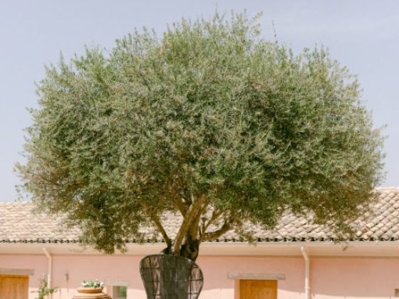 The Courti Estate