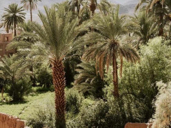 A serene view of palm trees and greenery in a desert setting.