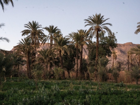 A serene view of palm trees against a mountainous backdrop.