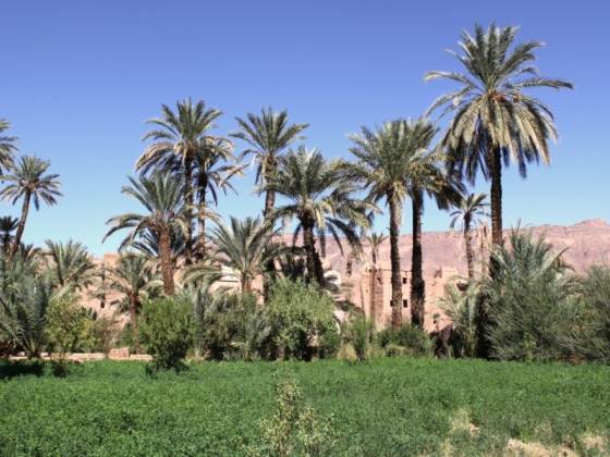 Lush greenery surrounded by palm trees and mountains.