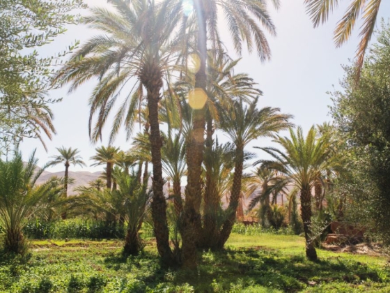 A vibrant oasis featuring tall palm trees.