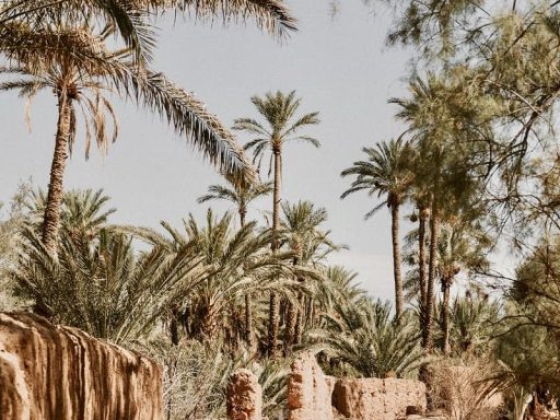 A scenic path surrounded by lush palm trees.