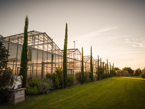 A serene view of a greenhouse lined with cypress trees.