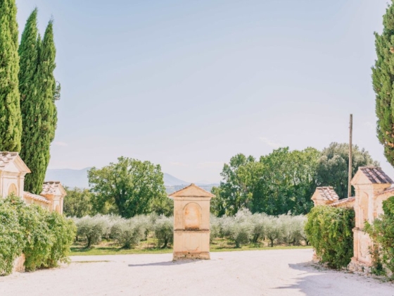 Beautiful pathway leading to an olive grove.