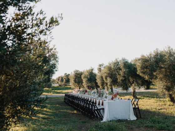 A long table set for dining amidst olive trees.