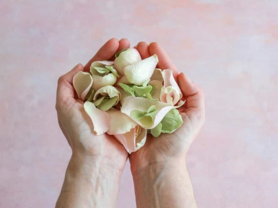 Petals & Roses