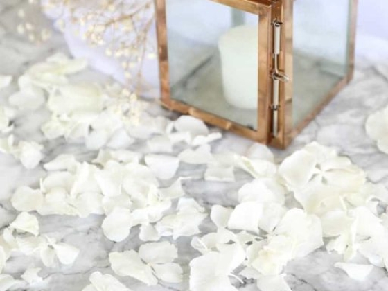 Petals & Roses