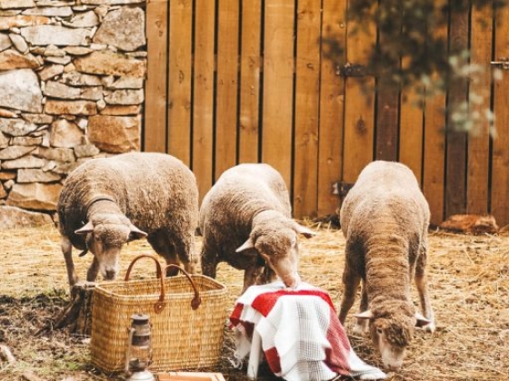 Sheep gathered around a picnic setup in a rustic setting.