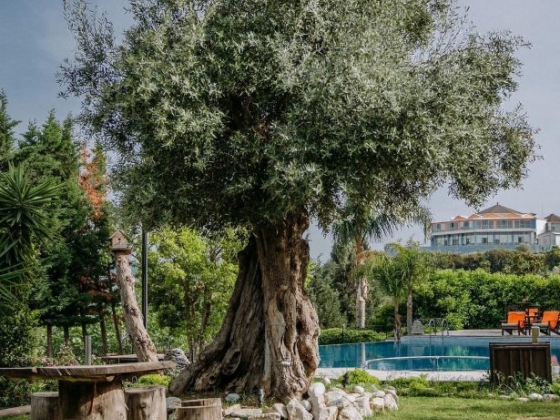 A serene garden featuring a large olive tree and pool.