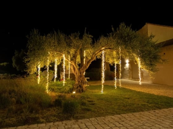A beautifully lit olive tree in a serene garden setting.