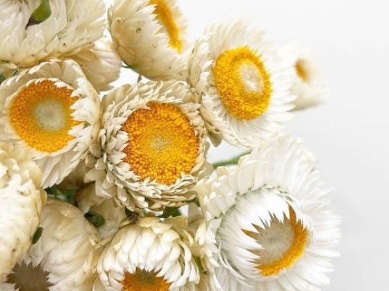 London Flower Studio