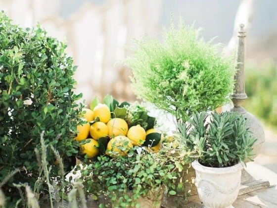 Aliana Events