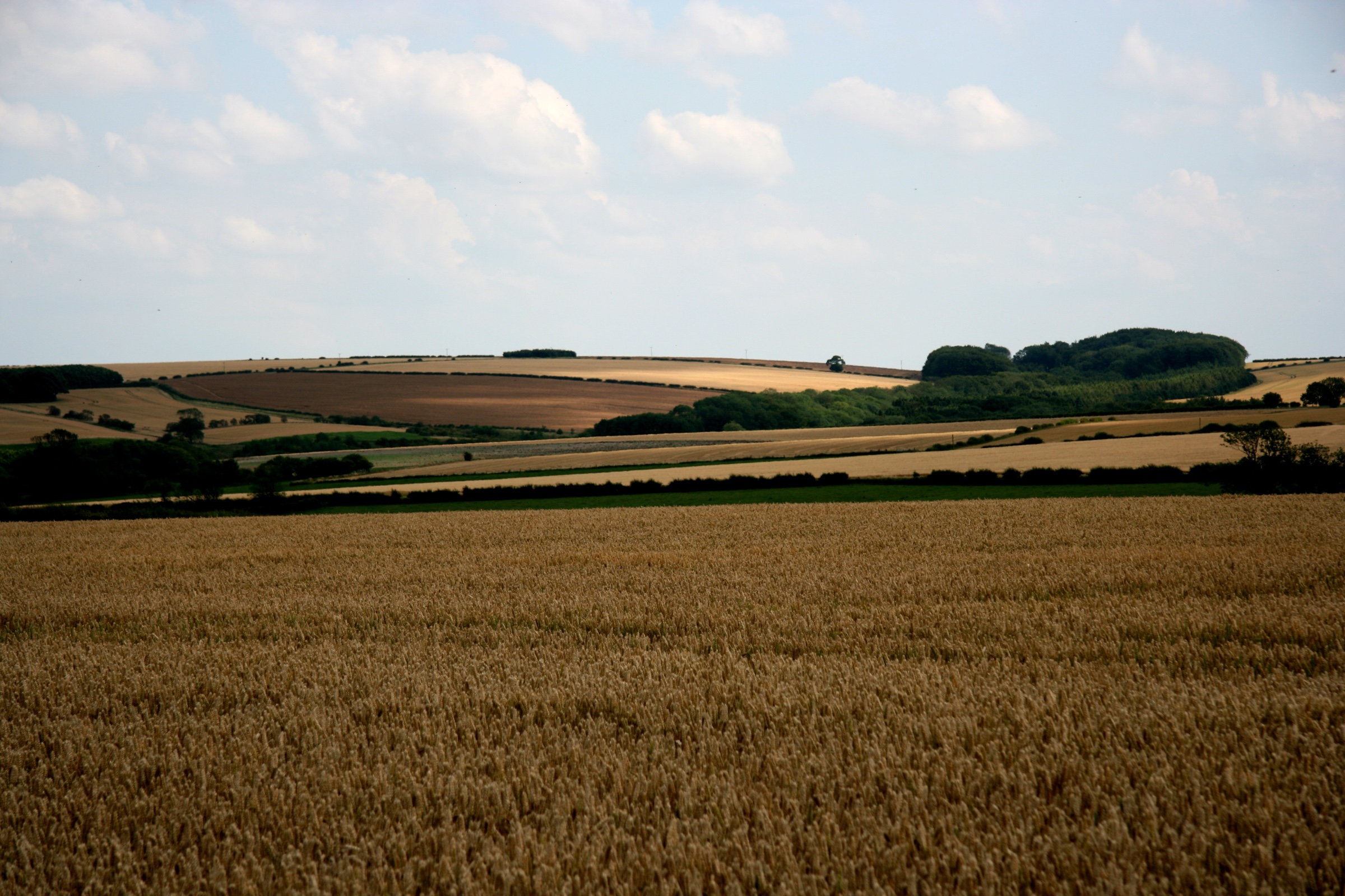 Wheat fields and rolling farmland on the Yorkshire Wolds around the estate, Birdsall House