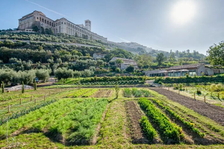 Planted rows in the Hortuli, with the Basilica of San Francesco on the ridge behind, Borgo Antichi Orti Assisi