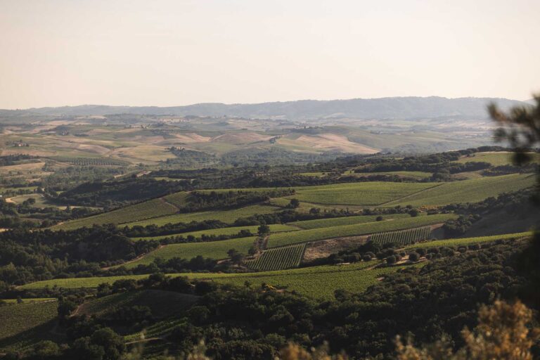 The view from the castle across the vineyards and hills of the Val d'Orcia, Castello di Velona Resort