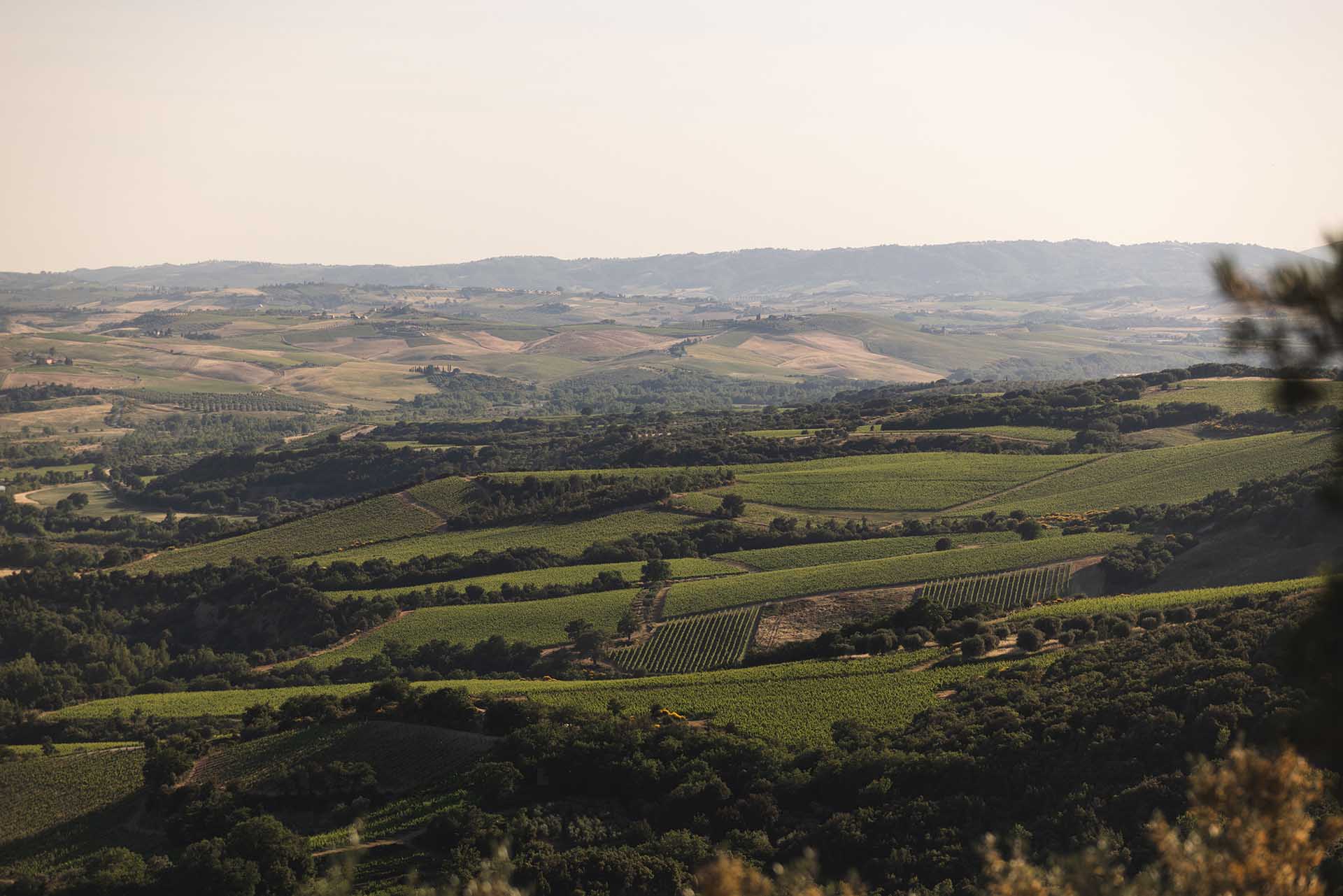 The view from the castle across the vineyards and hills of the Val d'Orcia, Castello di Velona Resort