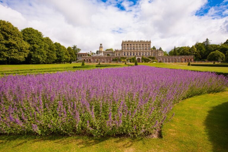 A bed of lavender in the Parterre gardens with the house on the ridge behind, Cliveden House