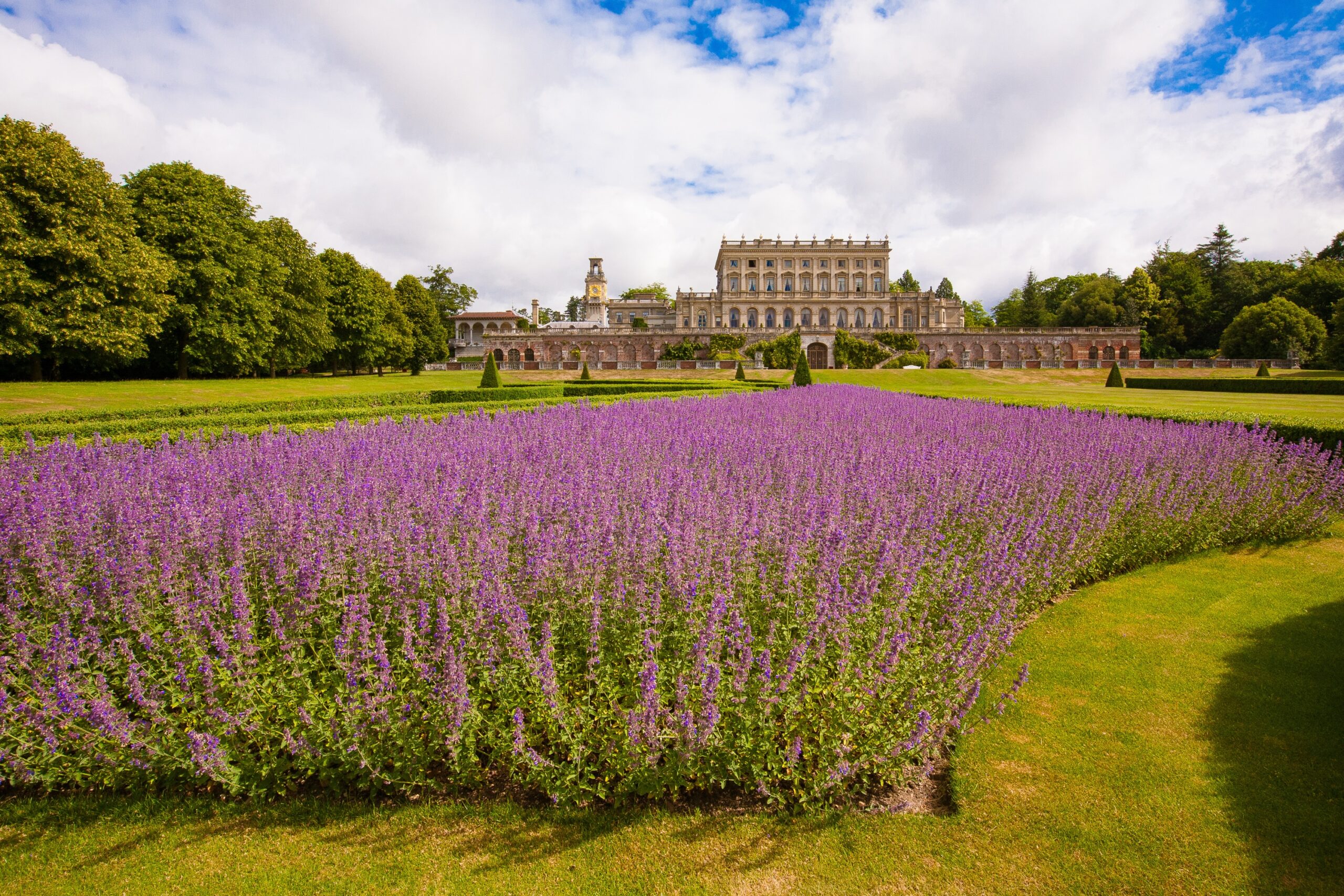 A bed of lavender in the Parterre gardens with the house on the ridge behind, Cliveden House
