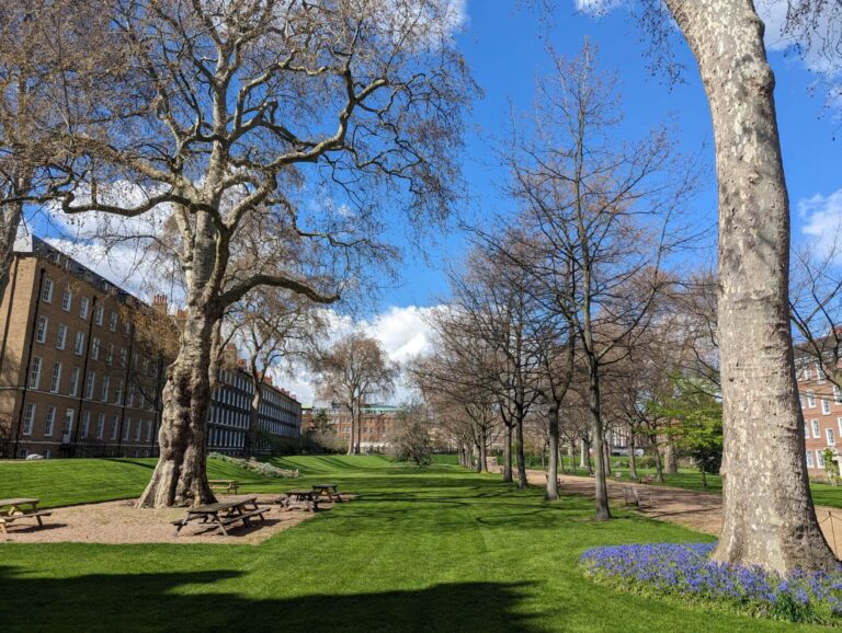 The lawns of The Walks in spring, with tall plane trees, bluebells and brick buildings beyond, Gray's Inn