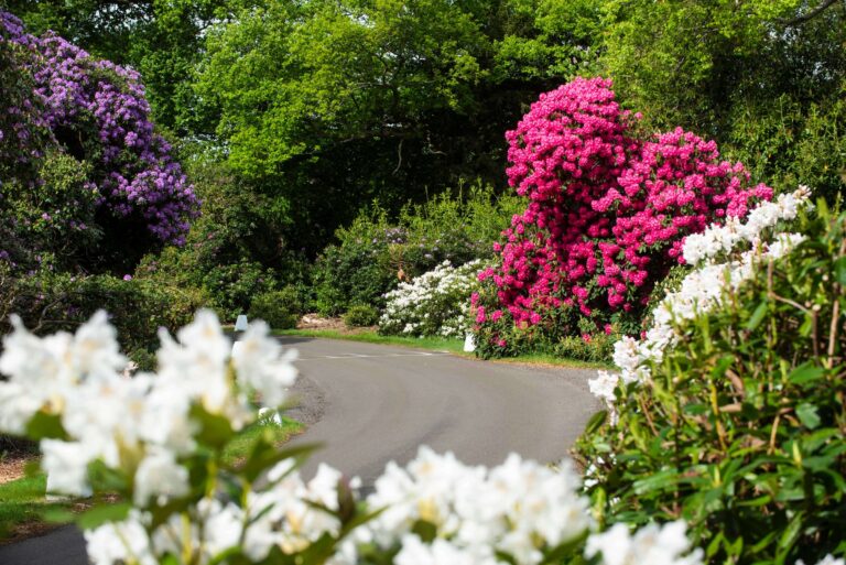 Pink, purple and white rhododendrons in flower along the main drive, Hedsor House