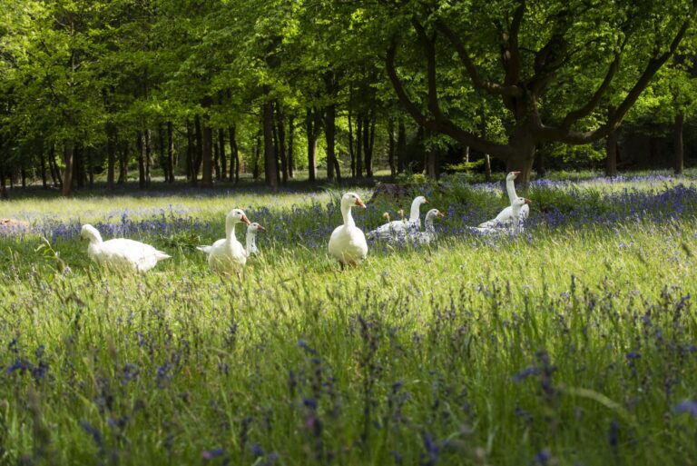 White geese grazing among the bluebells under the beech woods on the estate, Hedsor House