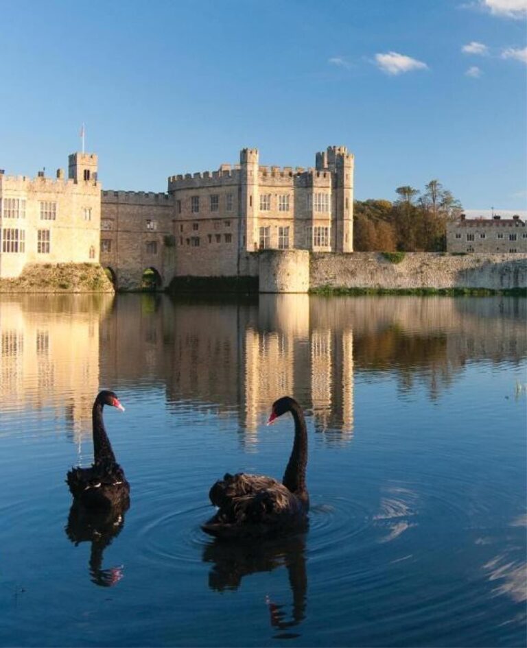 Two black swans on the moat below the Castle walls, with the Gloriette and gatehouse reflected in the water, Leeds Castle