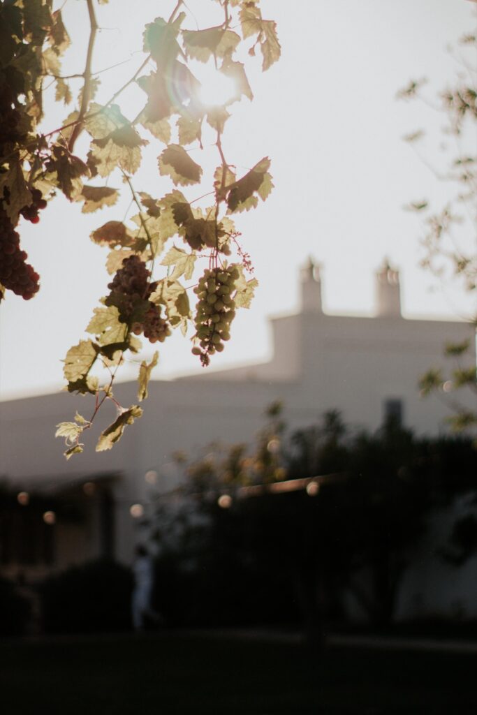 Vine leaves and grapes against the outline of the masseria in late light, Masseria Don Luigi