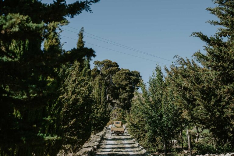 A stone-edged path through pines and cypresses on the estate, Susafa