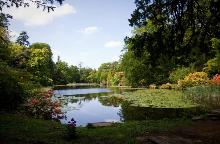 One of the parkland lakes, with water lilies and rhododendrons at the edge of the woodland, Swinton Park