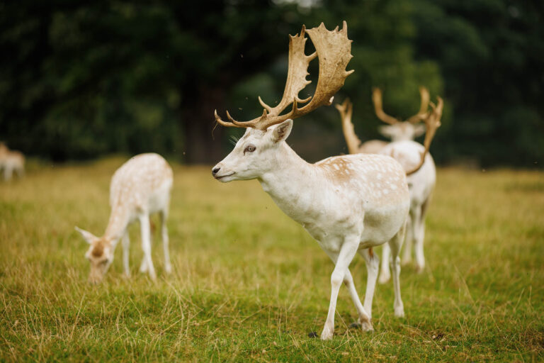 Pale fallow deer grazing in the Deer Park, one buck carrying broad antlers, Swinton Park