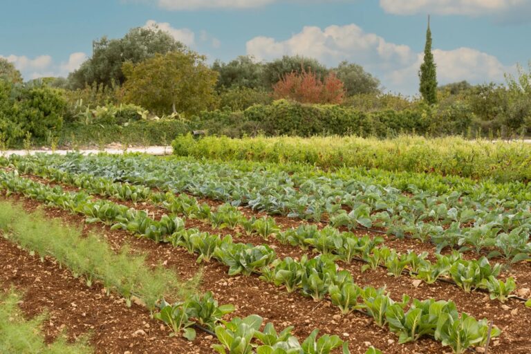 Rows of vegetables in the estate farm garden, Tenuta Pinto