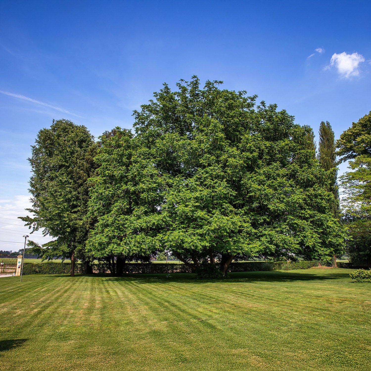 A broad old tree on the mown lawn of the park, Villa Ormaneto