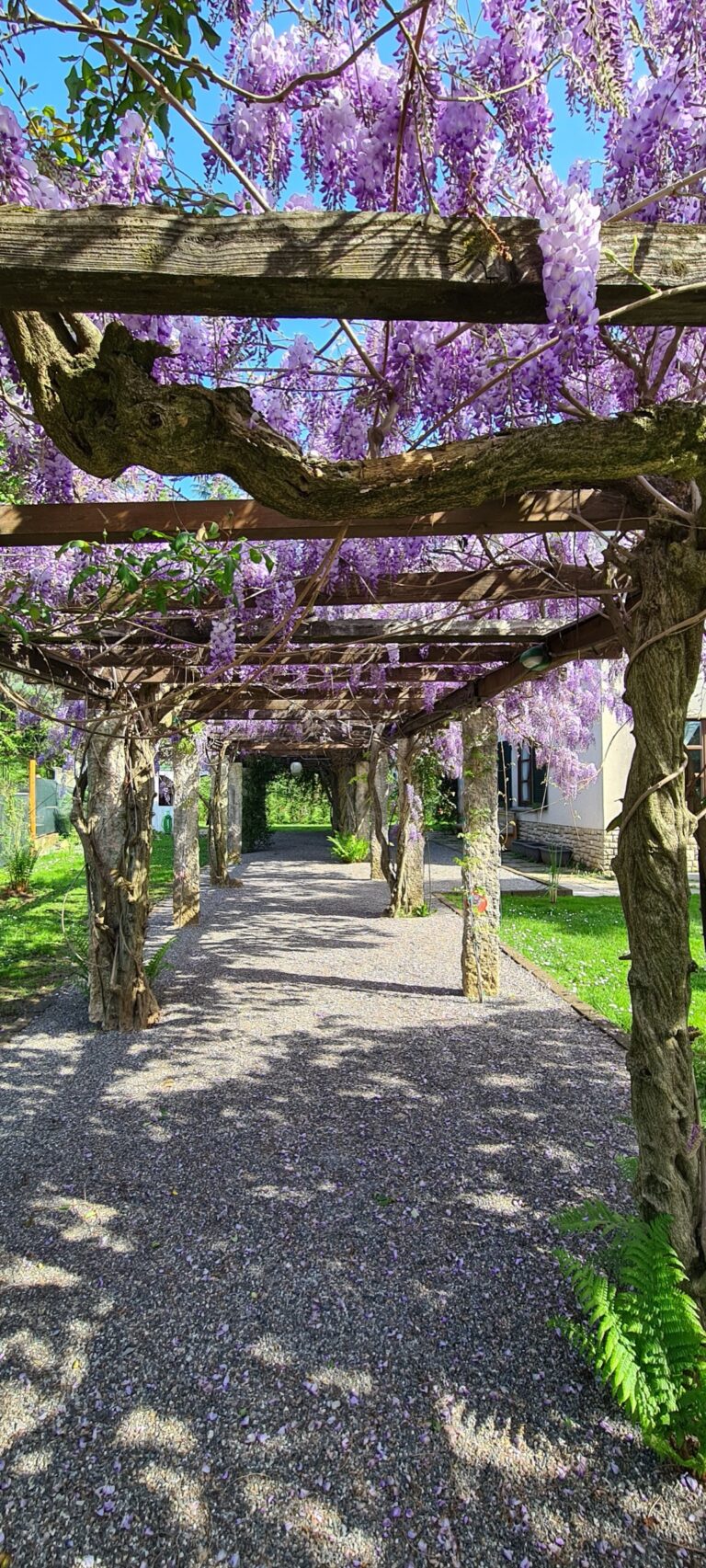 The wisteria pergola in flower over a gravel path, Villa Sofia