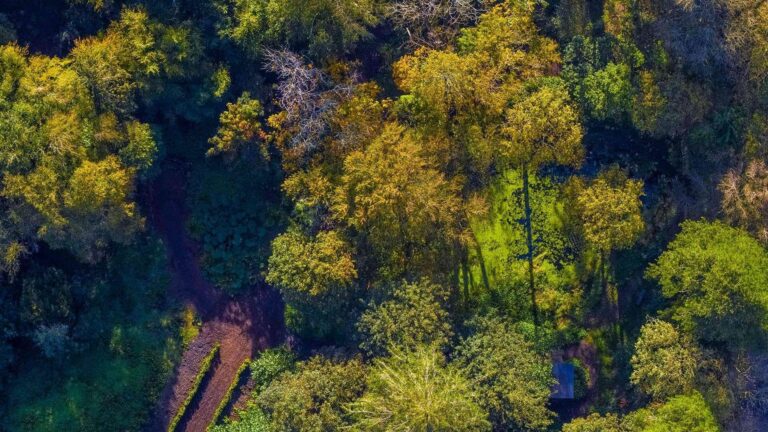 Aerial view of the estate woodland, Adare Manor