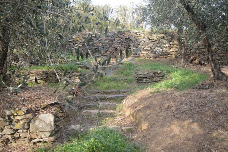 The Olive Groves, Agriturismo Cima alla Serra