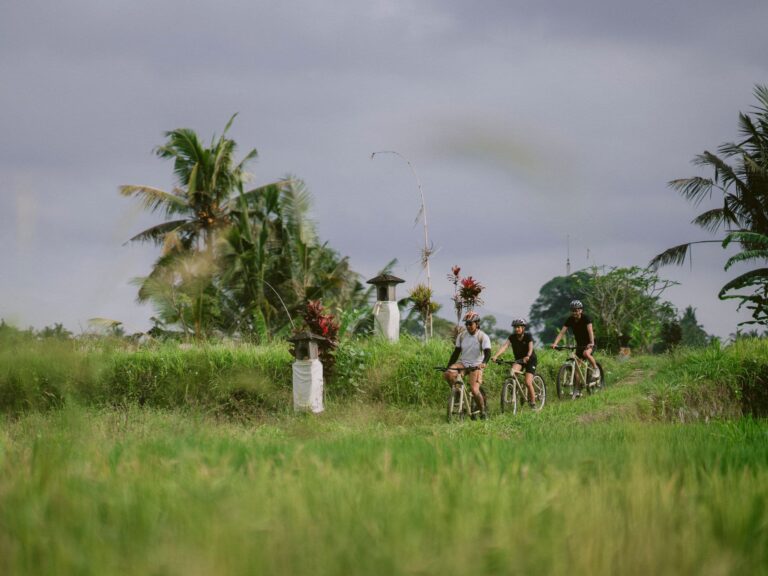 Cycling into the paddy fields, Alila Ubud