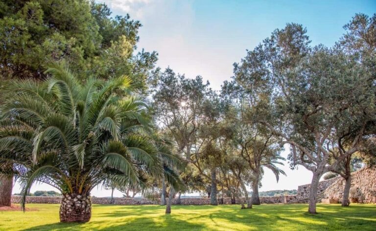The olive groves and lawns of Amagatay, Amagatay Menorca