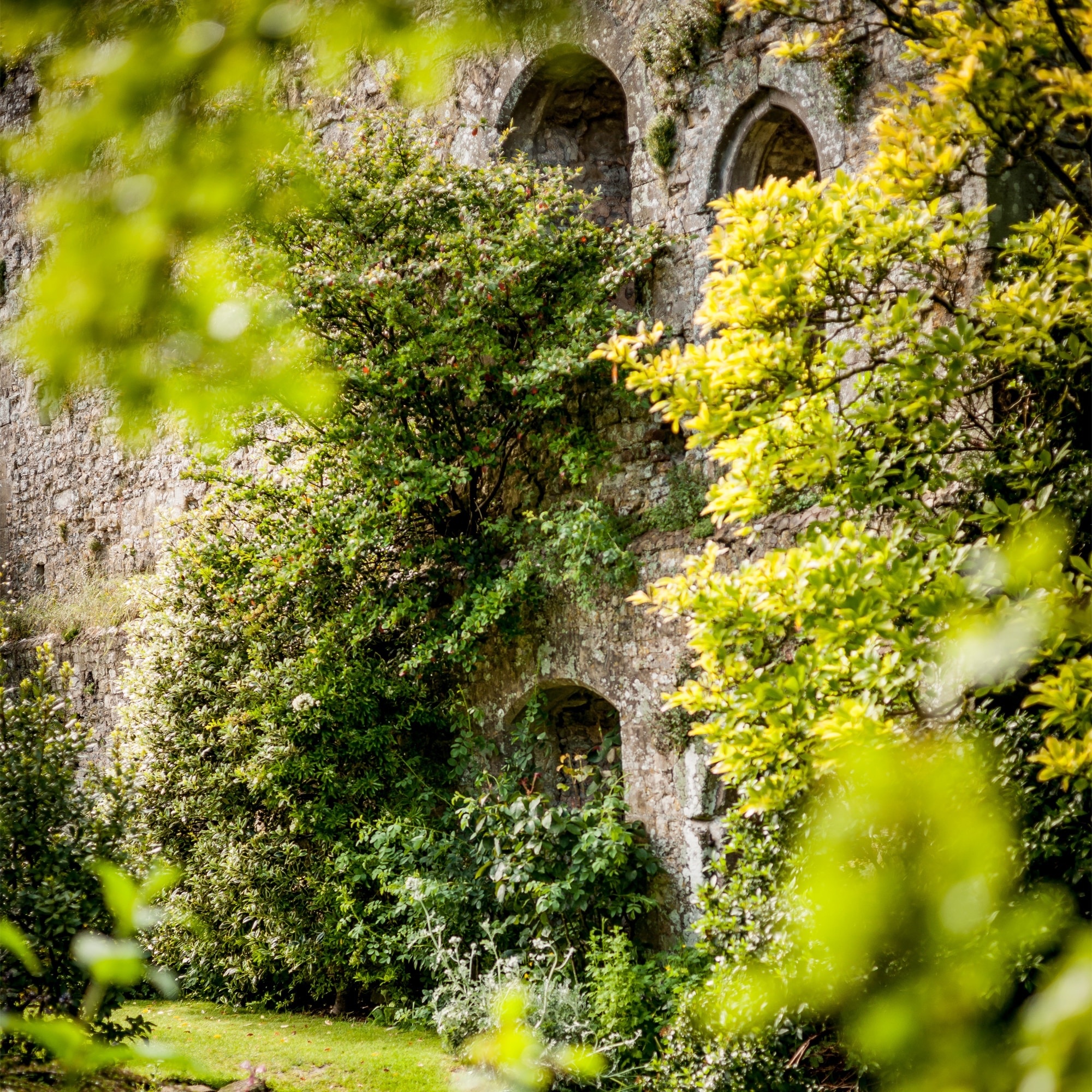 The castle's ancient curtain wall and gothic windows glimpsed through summer foliage, Amberley Castle