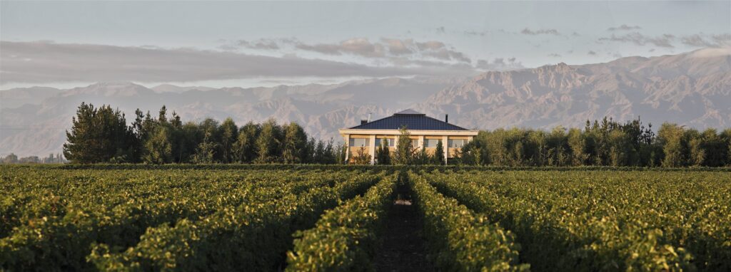 Rows of vines leading to the house, below the Andes, Antucura Wine Estate