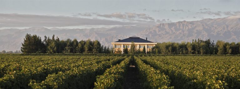 Rows of vines leading to the house, below the Andes, Antucura Wine Estate
