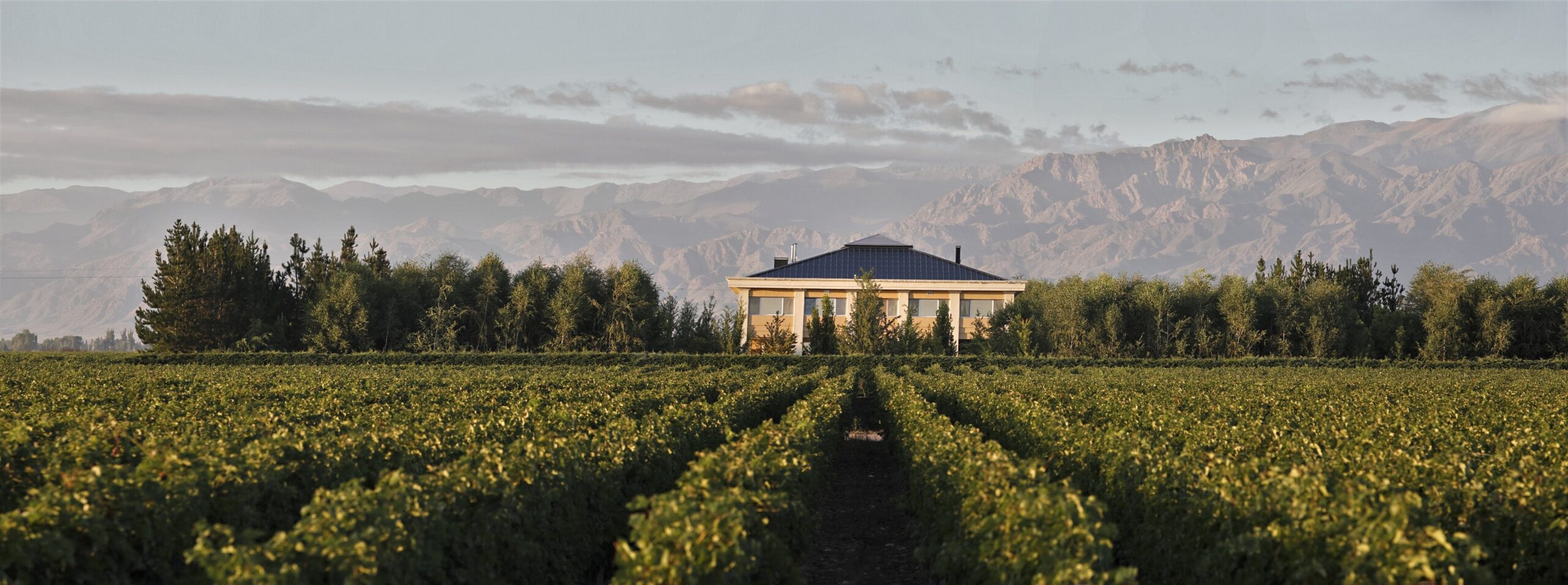 Rows of vines leading to the house, below the Andes, Antucura Wine Estate